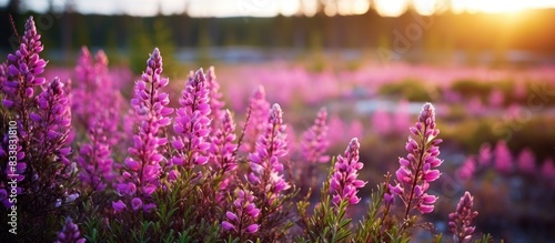 Wild Erica or heath and heather flowers blooming beautifully in the forest, with a stunning background for a copy space image. photo