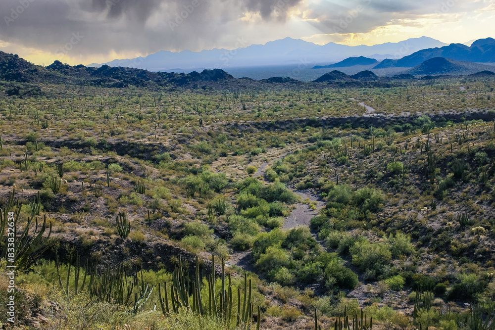 Fototapeta premium Desert landscape with cacti (Stenocereus thurberi, Carnegiea gigantea) and other succulents in Organ Pipe National Park, Arizona