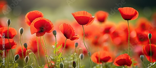 Wallpaper Mural Vivid red poppies in full bloom during summer captured in a close-up copy space image. Torontodigital.ca
