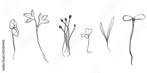 hand drawn microgreens vector illustration. Contour sprouts of watercress, spinach, mustard cress and peas, radish, onion, sunflower, basil plant. Set for menu, logo, microelements, healthy lifestyle.