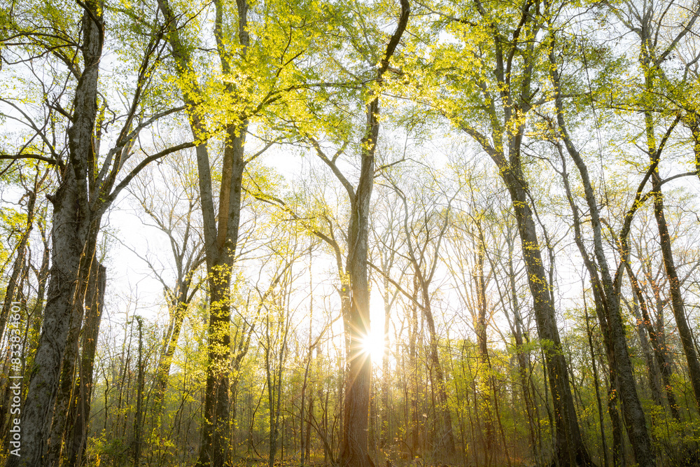 Fototapeta premium Sunlight shining through trees in forest with bright green leaves
