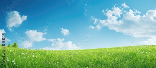 Vibrant green grass and lea...