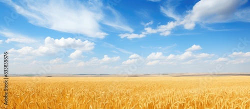 Golden barley fields with a vast expanse of copy space image. photo