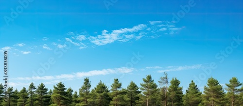 Background of green pine tr...