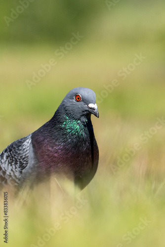 Pigeon on the grass - domestic pigeon