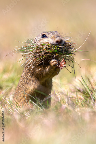 Spermophilus citellus - beautiful ground squirrel