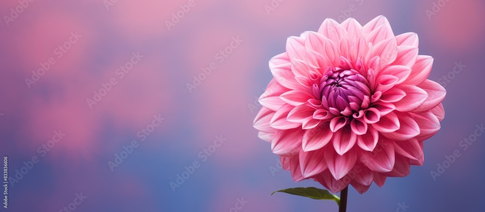 Fototapeta premium A stunning Pink Dahlia in full bloom with a captivating visual appeal against a vibrant backdrop, offering an ideal copy space image.