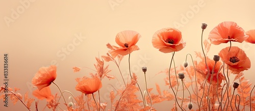 Poppy heads with blooming f...