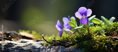 Viola riviniana, commonly known as wood violet, is a small purple flower in a grassy setting with copy space image. photo