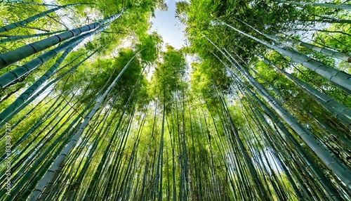 A dense bamboo forest with tall  slender trees reaching towards the sky. AI generated