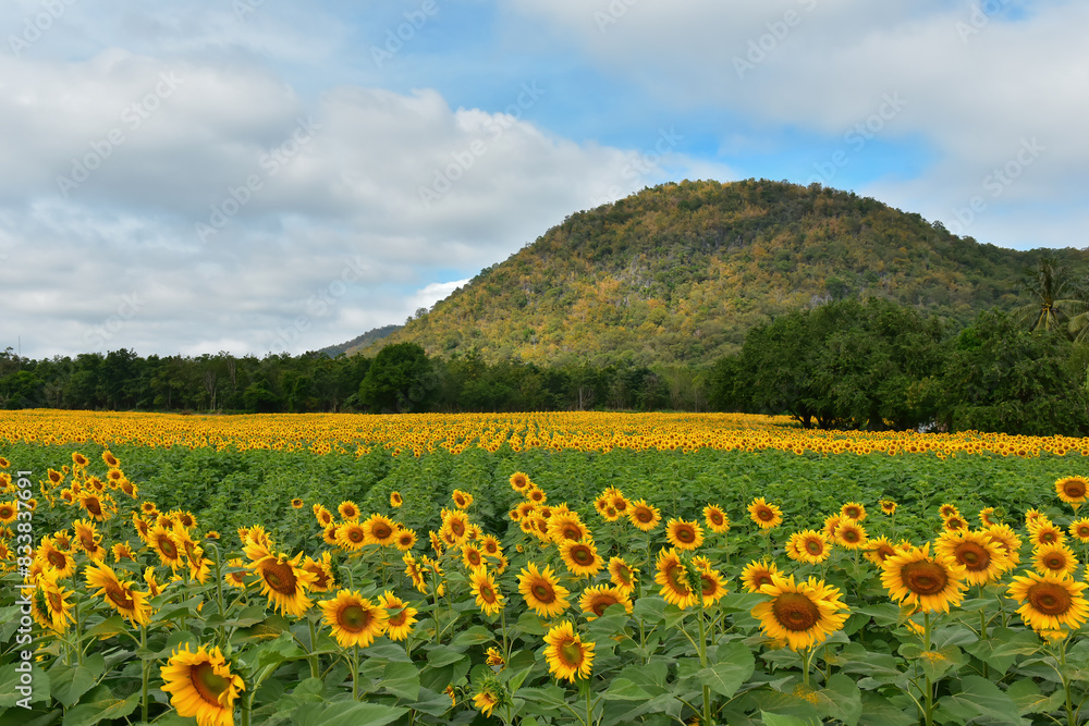 Fototapeta premium sunflowers blossom in the field