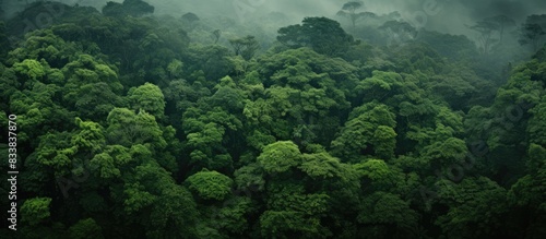 A bird s eye view of a lush forest with verdant trees  ideal for copy space image.