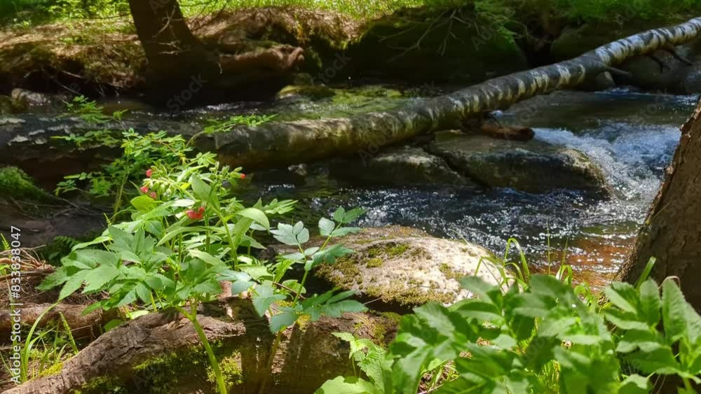 A background of nature featuring a mountain river, rocks, and forest. Creates a calming atmosphere. A background of nature featuring a mountain river, rocks, and forest. Creates a calming atmosphere.