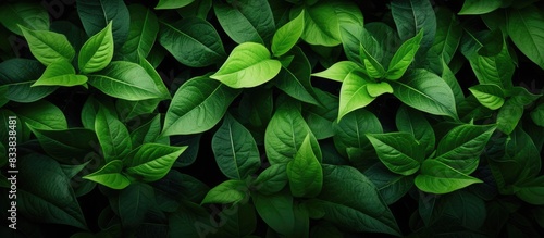 Browse through a selection of green leaf wallpapers and backgrounds with a spacious area for adding your own content - a copy space image.