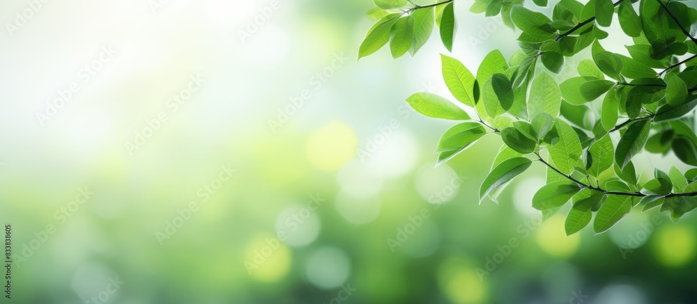 Blurred green natural background with bokeh green leaves and copy space image. Blurred green natural background with bokeh green leaves and copy space image.
