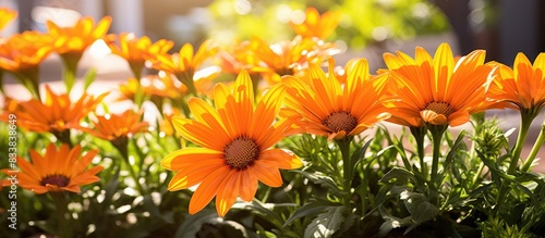 Orange gazania flowers blooming in the garden with a copy space image available.