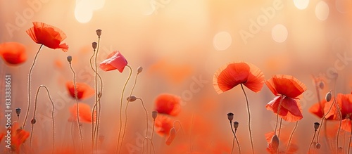 Poppy heads with blooming f...