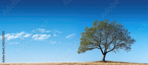 Tree standing against a bac...