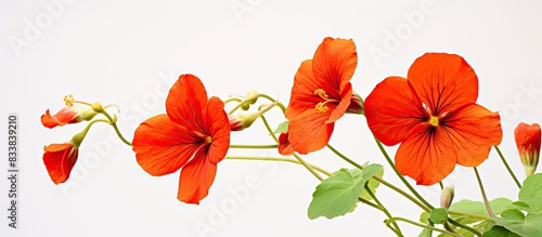Close-up of a red nasturtium flower in a studio setting with a white background and a significant depth of field, emphasizing the image's clarity (copy space image).