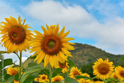 sunflowers blossom in the field