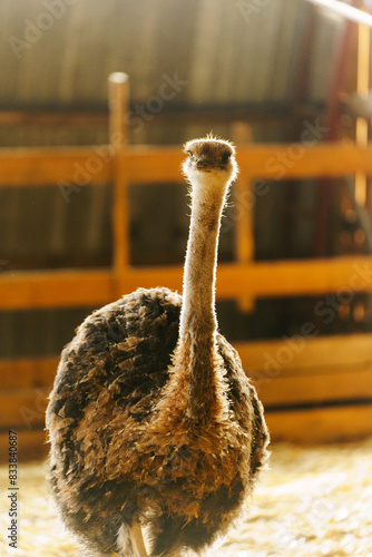 Ostrich stands tall and proud in a traditional barn setting, showcasing its impressive size and unique features. photo