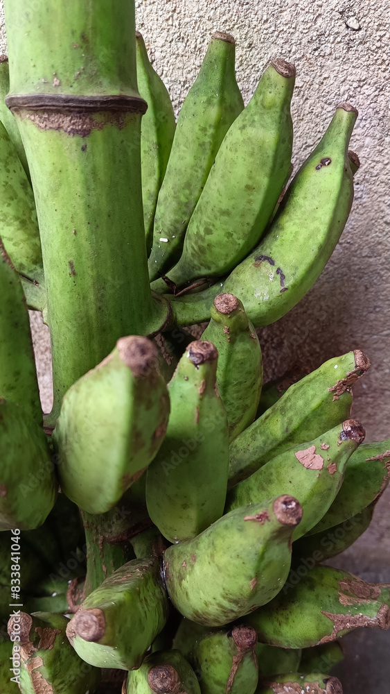 Obraz premium A whole bunch of bananas that are not yet ripe