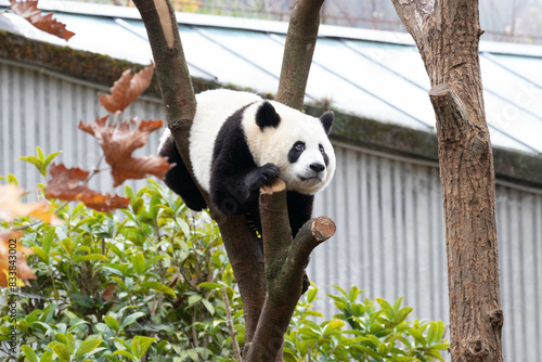 Close up Giant Panda, Shenshuping, Wolong Panda Base photo