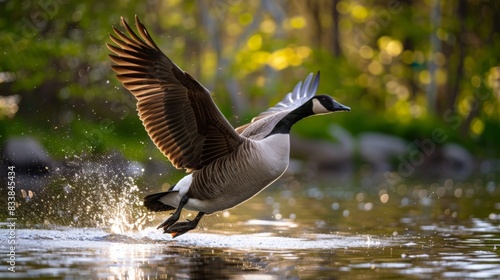A goose landing on pond in springtime