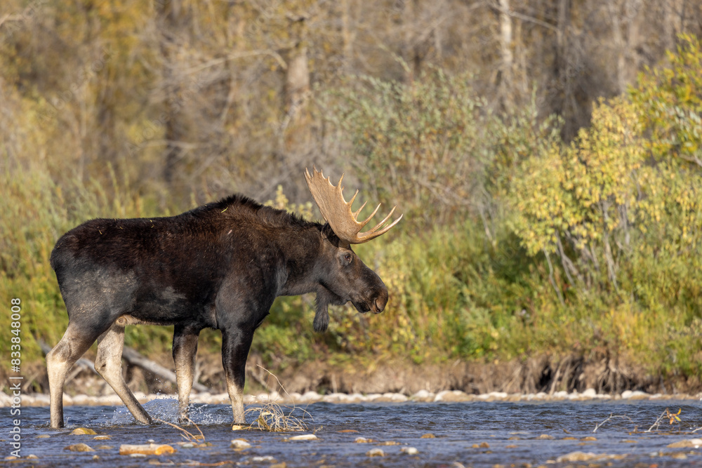 Bull Moose During the Rut in Wyoming in Autumn Bull Moose During the Rut in Wyoming in Autumn