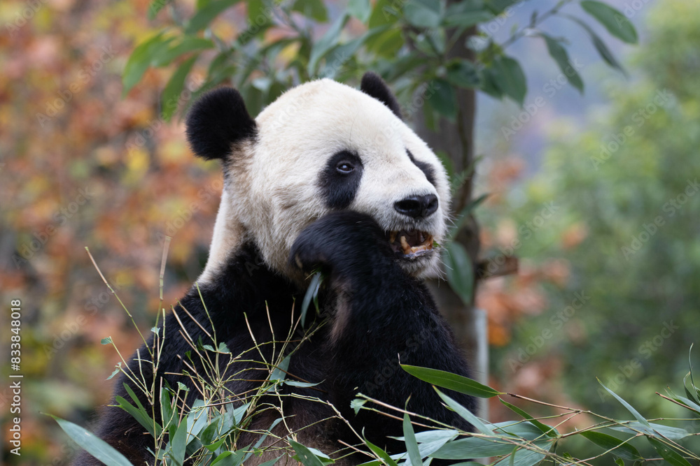 Obraz premium Close up Giant Panda, Shenshuping, Wolong Panda Base