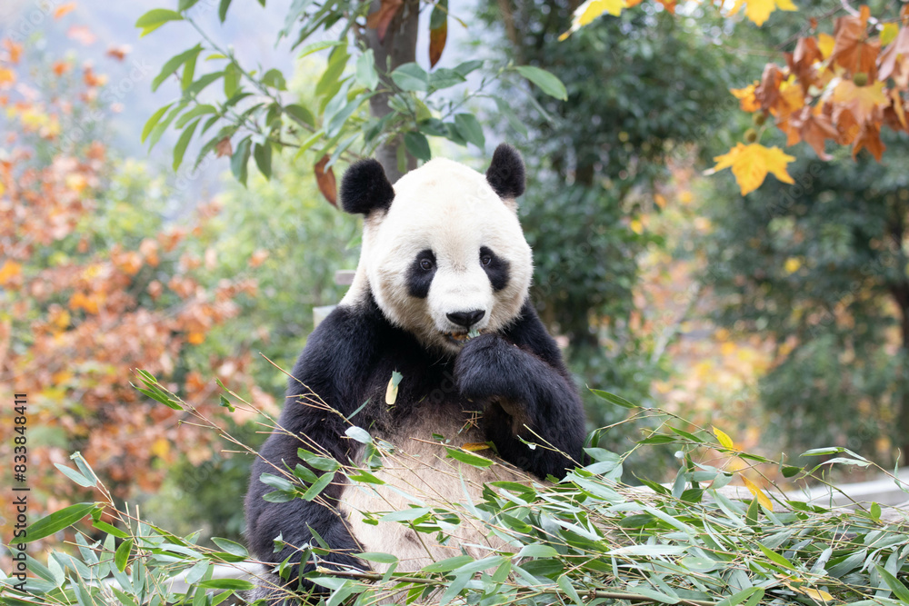 Close up Giant Panda, Shenshuping, Wolong Panda Base Close up Giant Panda, Shenshuping, Wolong Panda Base
