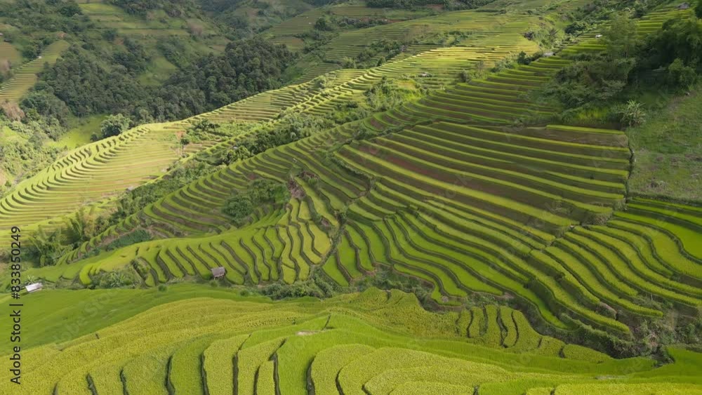 Aerial top view of fresh paddy rice terraces, green agricultural fields in countryside or rural area of Mu Cang Chai, mountain hills valley in Asia, Vietnam. Nature landscape background. Aerial top view of fresh paddy rice terraces, green agricultural fields in countryside or rural area of Mu Cang Chai, mountain hills valley in Asia, Vietnam. Nature landscape background.
