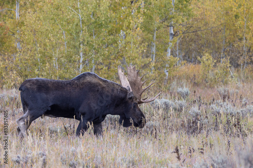 Bull Moose During the Rut in Wyoming in Autumn