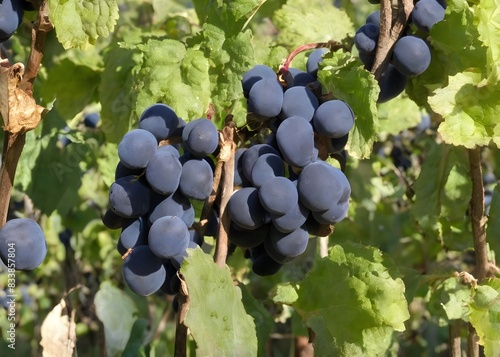 pinot meunier photo