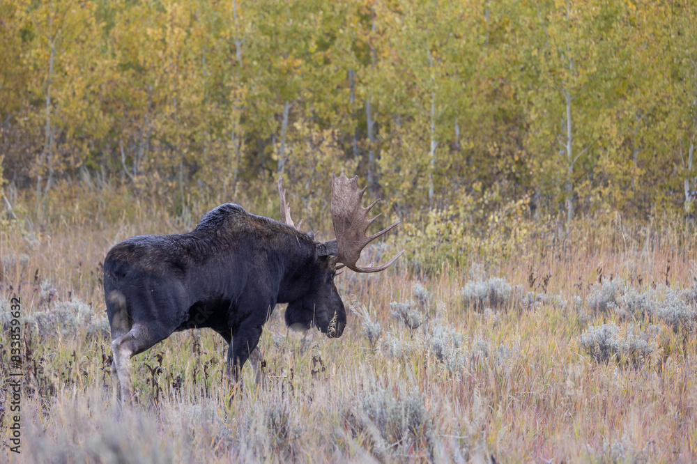 Bull Moose During the Rut in Wyoming in Autumn Bull Moose During the Rut in Wyoming in Autumn