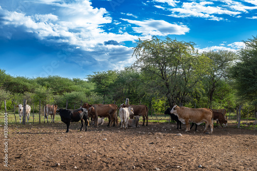 Cattle on a farm north of Otjiwarongo, Namibia