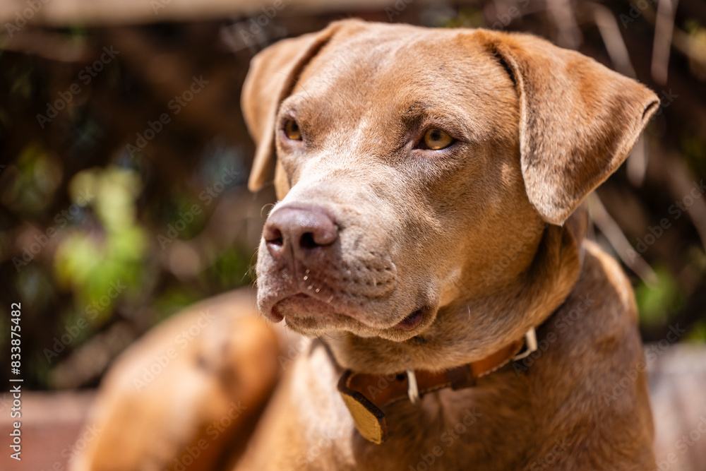 handsome dog under the sun handsome dog under the sun