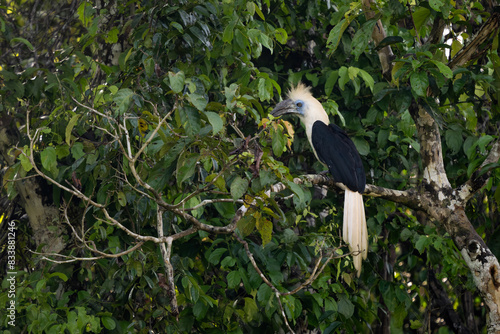 White-crowned Hornbill - Berenicornis comatus, unique beautiful hornbill endemic to tropical forests of South East Asia, Kinabatangan river, Borneo, Malaysia. photo