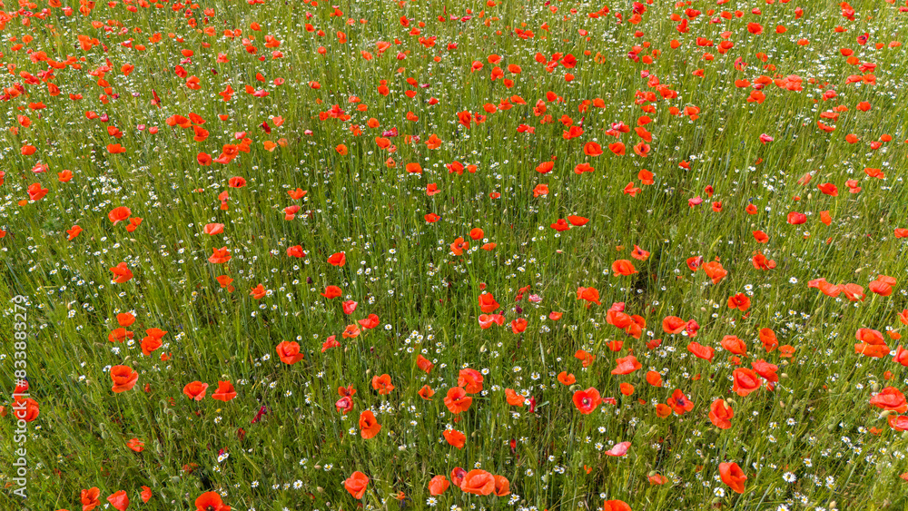 Fototapeta premium Klatschmohn (Papaver rhoeas), Wiese von oben im Frühsommer