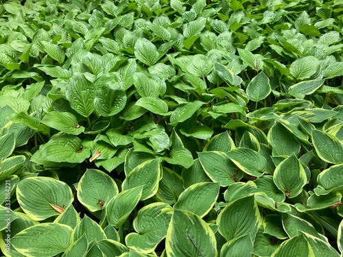 hosta green leaves background