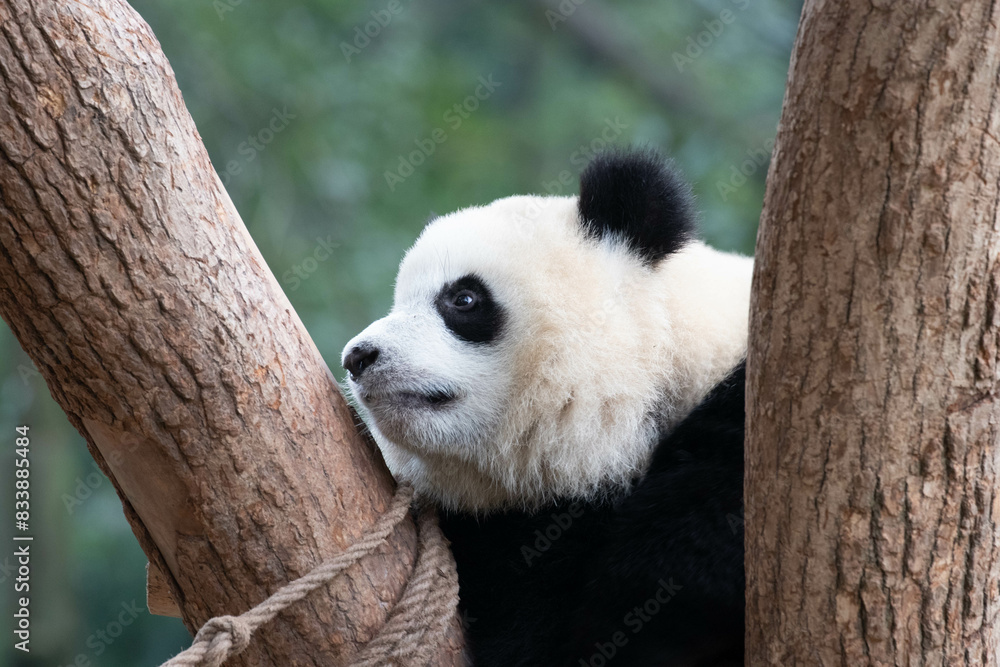 Obraz premium Close up Sweet Little Panda , Chongqing , China