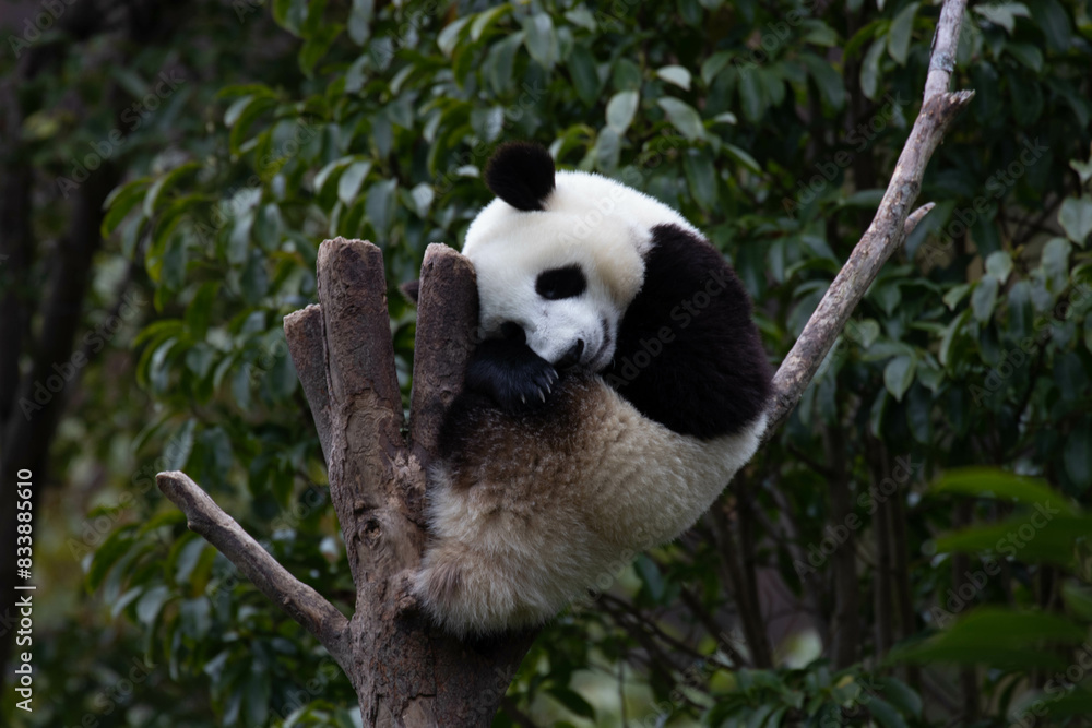 Obraz premium Close up Giant Panda, Shenshuping, Wolong Panda Base