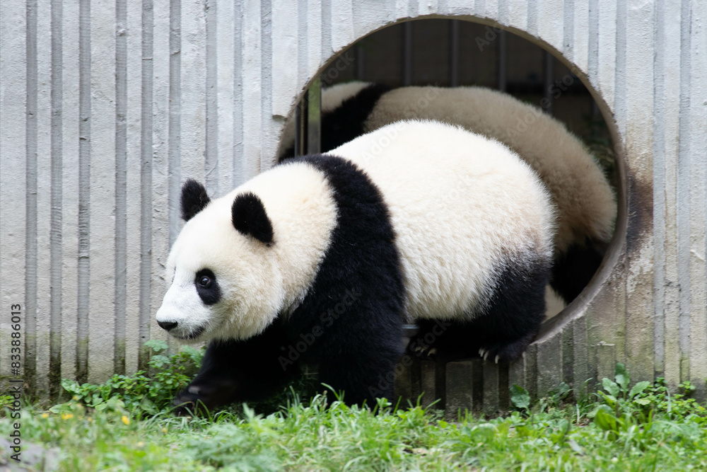 Close up Giant Panda, Shenshuping, Wolong Panda Base Close up Giant Panda, Shenshuping, Wolong Panda Base
