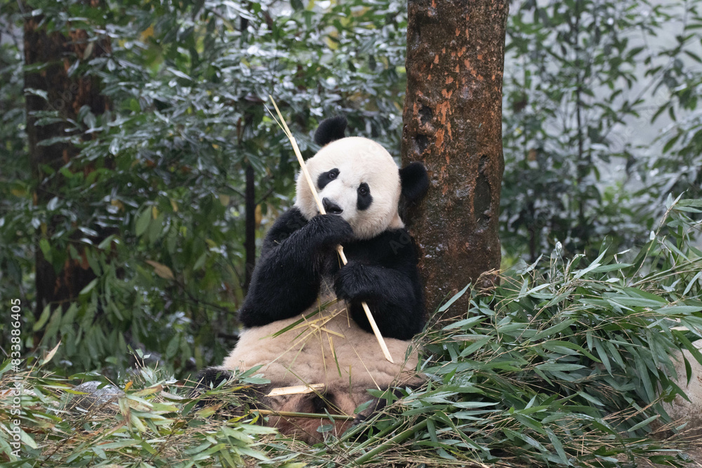 Fototapeta premium Close up Giant Panda, Chengdu Panda Base, China