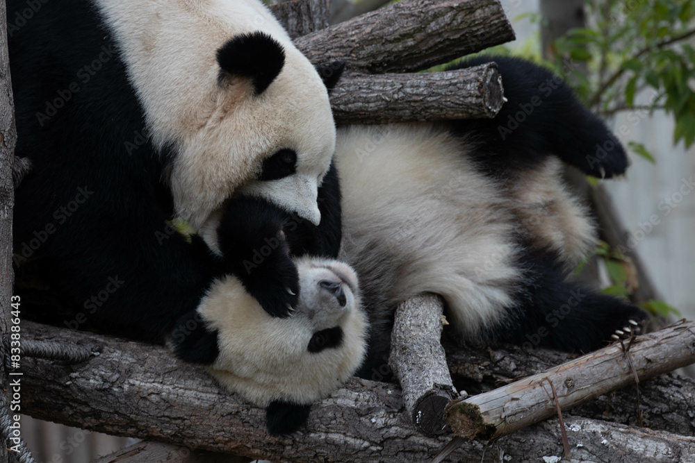 Fototapeta premium Close up Mother Panda and Her Cub, Chengdu, China