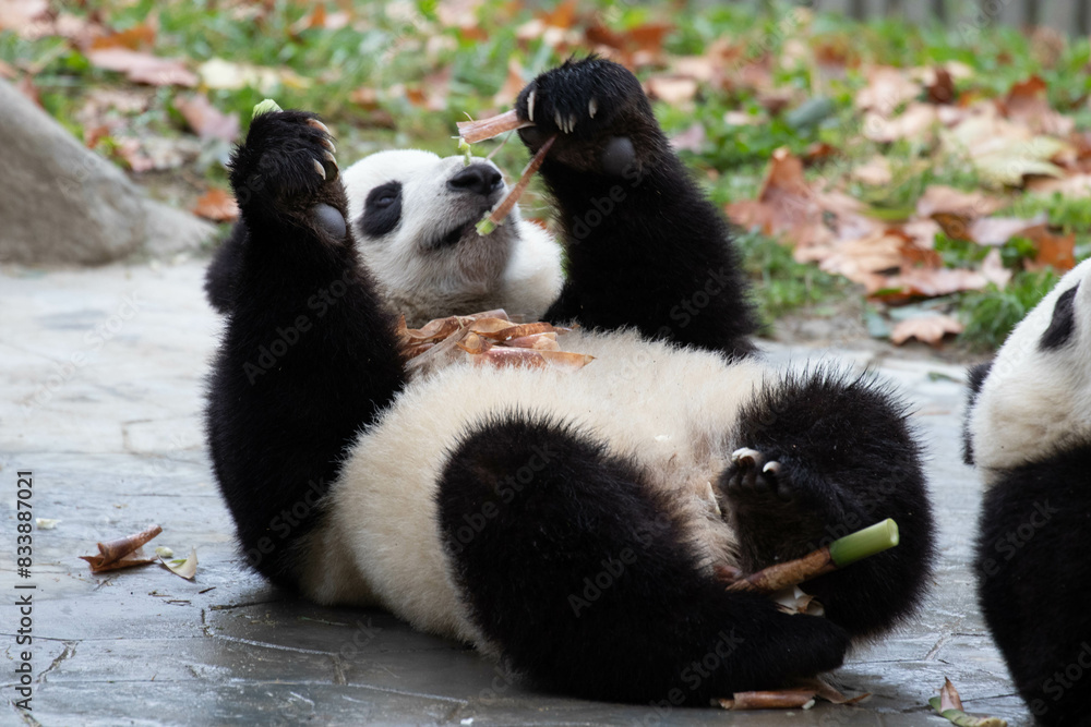 Fototapeta premium Close up Giant Panda, Shenshuping, Wolong Panda Base