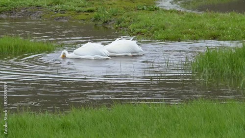 Two American White Pelicans are moving through a pond, feeding, in the Hayden Valley near the Yellowstone River, Yellowstone National Park. photo