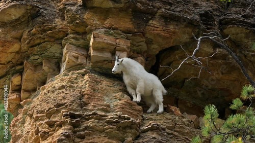A mountain goat stands along a rocky cliff in Spearfish Canyon, South Dakota.