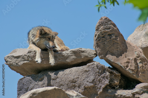 Mexican wolf on top of a stone