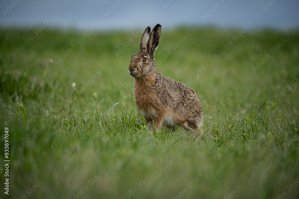 Fototapeta premium Feldhase (Lepus europaeus) sitzt auf grüner Wiese, Nahaufnahme
